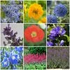 Roots Plants Mixed Flowering Perennial Plants | Extra Value Pack Perennials 2 Roots Plants Mixed Flowering Perennial Plants | Extra Value Pack Perennials
