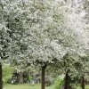 Roots Plants Montreal Beauty' Crabapple Tree