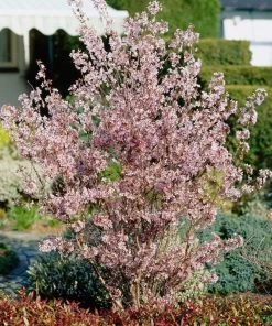 Roots Plants Trees & Shrubs Kurilensis Ruby' Cherry Blossom Tree | Prunus Nipponica