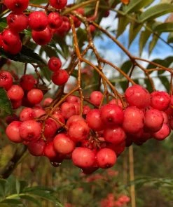 Roots Plants Vilmorinii Rowan Tree | Sorbus
