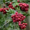 Roots Plants Trees & Shrubs Pink Pagoda Rowan Tree | Sorbus Hupehensis