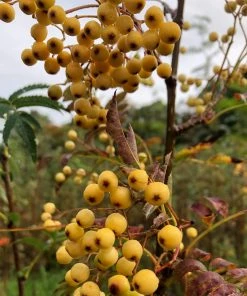 Roots Plants Trees & Shrubs Joseph Rock Rowan Tree | Sorbus 6 Roots Plants Trees & Shrubs Joseph Rock Rowan Tree | Sorbus