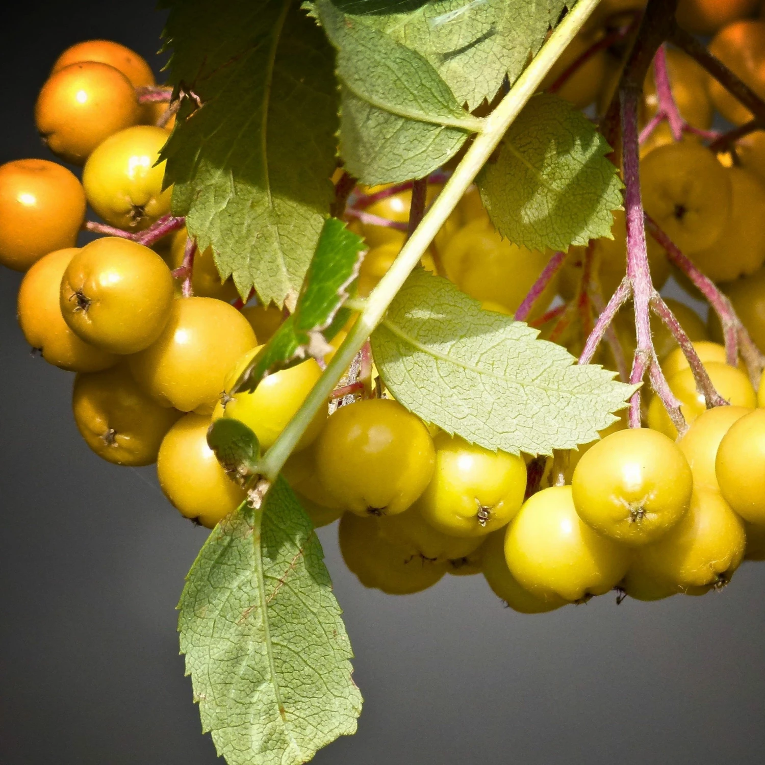 Roots Plants Trees & Shrubs Joseph Rock Rowan Tree | Sorbus Roots Plants Trees & Shrubs Joseph Rock Rowan Tree | Sorbus