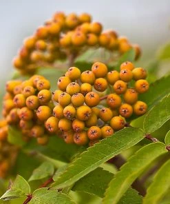 Roots Plants Trees & Shrubs Joseph Rock Rowan Tree | Sorbus 8 Roots Plants Trees & Shrubs Joseph Rock Rowan Tree | Sorbus