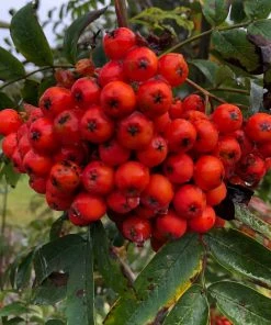 Roots Plants Mountain Ash Rowan Tree | Sorbus Aucuparia Trees & Shrubs