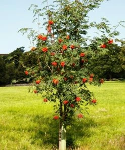 Roots Plants Mountain Ash Rowan Tree | Sorbus Aucuparia Trees & Shrubs
