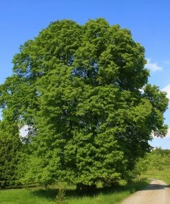 Roots Plants Large-leaved Lime Tree | Tilia Platyphyllos Trees & Shrubs