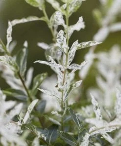 Roots Plants Flamingo Willow | Salix Integra Hakuro Nishiki | 4ft Patio Tree