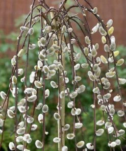 Roots Plants Kilmarnock Dwarf Weeping Willow Tree | Salix Caprea