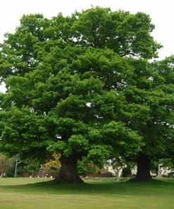 Roots Plants English Oak Tree | Quercus Robur Trees & Shrubs