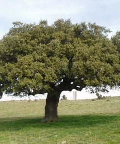 Roots Plants Evergreen Oak Tree | Quercus Ilex