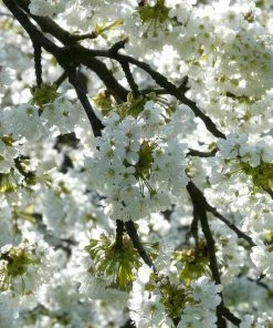 Roots Plants Weeping Yoshino Cherry Blossom Tree | Prunus Yedoensis Trees & Shrubs