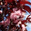 Roots Plants Purple Leaf Cherry Blossom Tree | Prunus Serrulata 'Royal Burgundy'