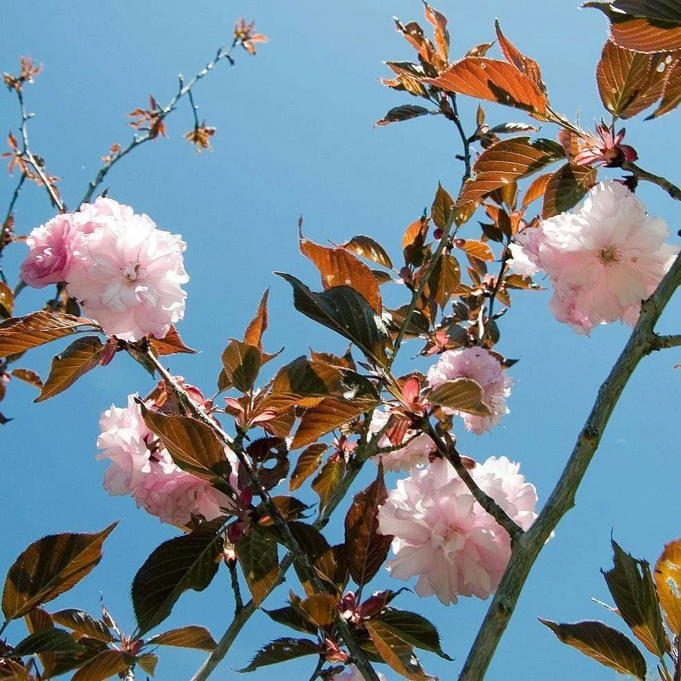 Roots Plants Purple Leaf Cherry Blossom Tree | Prunus Serrulata 'Royal Burgundy' Roots Plants Purple Leaf Cherry Blossom Tree | Prunus Serrulata 'Royal Burgundy'