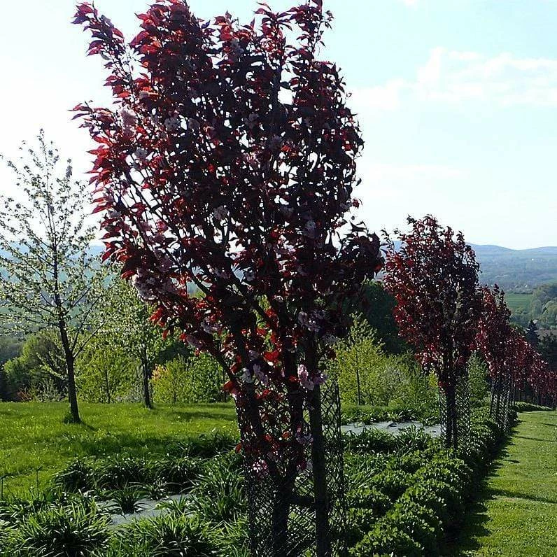Roots Plants Purple Leaf Cherry Blossom Tree | Prunus Serrulata 'Royal Burgundy' Roots Plants Purple Leaf Cherry Blossom Tree | Prunus Serrulata 'Royal Burgundy'