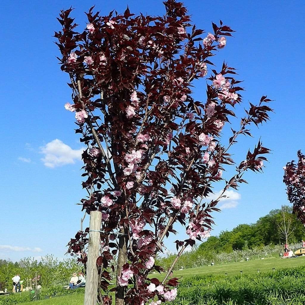 Roots Plants Purple Leaf Cherry Blossom Tree | Prunus Serrulata 'Royal Burgundy' Roots Plants Purple Leaf Cherry Blossom Tree | Prunus Serrulata 'Royal Burgundy'