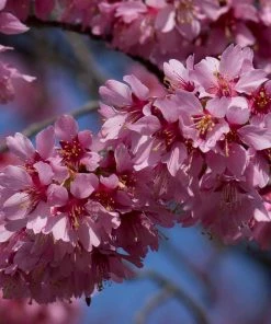 Roots Plants Small Pink Cherry Blossom Tree | Prunus 'Okame' Trees & Shrubs
