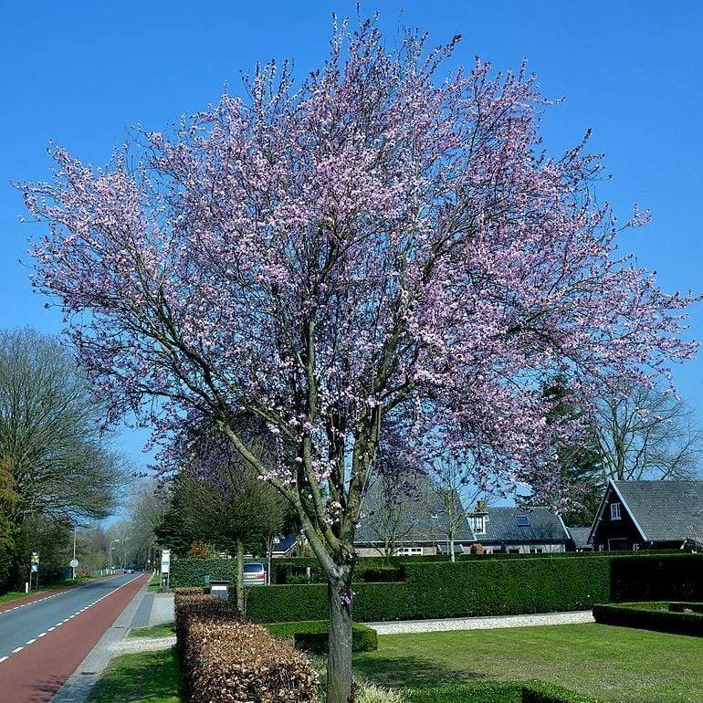 Roots Plants Black Cherry Plum Tree | Prunus Cerasifera 'Nigra' Roots Plants Black Cherry Plum Tree | Prunus Cerasifera 'Nigra'
