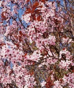 Roots Plants Black Cherry Plum Tree | Prunus Cerasifera 'Nigra' 4 Roots Plants Black Cherry Plum Tree | Prunus Cerasifera 'Nigra'