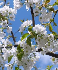 Roots Plants Great White Cherry Blossom Tree | Prunus 'Tai-Haku'