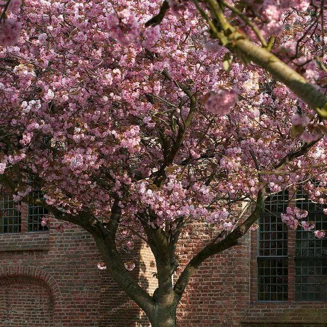 Roots Plants Japanese Cherry Blossom Tree | Prunus Serrulata 'Kanzan' Roots Plants Japanese Cherry Blossom Tree | Prunus Serrulata 'Kanzan'