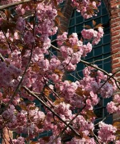 Roots Plants Japanese Cherry Blossom Tree | Prunus Serrulata 'Kanzan' 5 Roots Plants Japanese Cherry Blossom Tree | Prunus Serrulata 'Kanzan'