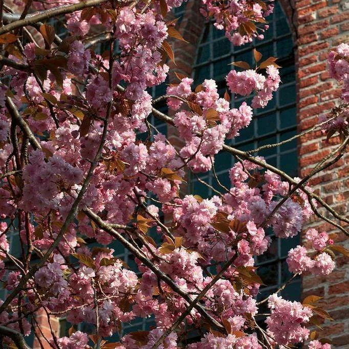 Roots Plants Japanese Cherry Blossom Tree | Prunus Serrulata 'Kanzan' Roots Plants Japanese Cherry Blossom Tree | Prunus Serrulata 'Kanzan'