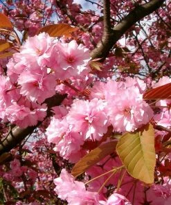 Roots Plants Japanese Cherry Blossom Tree | Prunus Serrulata 'Kanzan' 6 Roots Plants Japanese Cherry Blossom Tree | Prunus Serrulata 'Kanzan'
