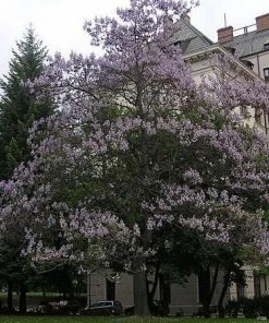 Roots Plants Foxglove Tree | Paulownia Tomentosa