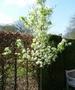 Roots Plants Trees & Shrubs Ornamental Pear Tree | Pyrus Chanticleer