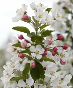 Roots Plants Trees & Shrubs Evereste Crabapple Tree