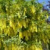 Roots Plants Golden Rain Tree | Laburnum Watereri 'Vossii'