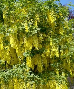 Roots Plants Golden Rain Tree | Laburnum Watereri 'Vossii'