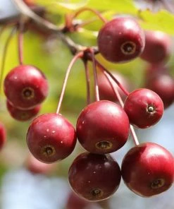 Roots Plants Trees & Shrubs Jelly King' Crabapple Tree