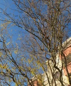 Roots Plants Trees & Shrubs Corkscrew Willow | Salix Matsudana 'Tortuosa' 5 Roots Plants Trees & Shrubs Corkscrew Willow | Salix Matsudana 'Tortuosa'