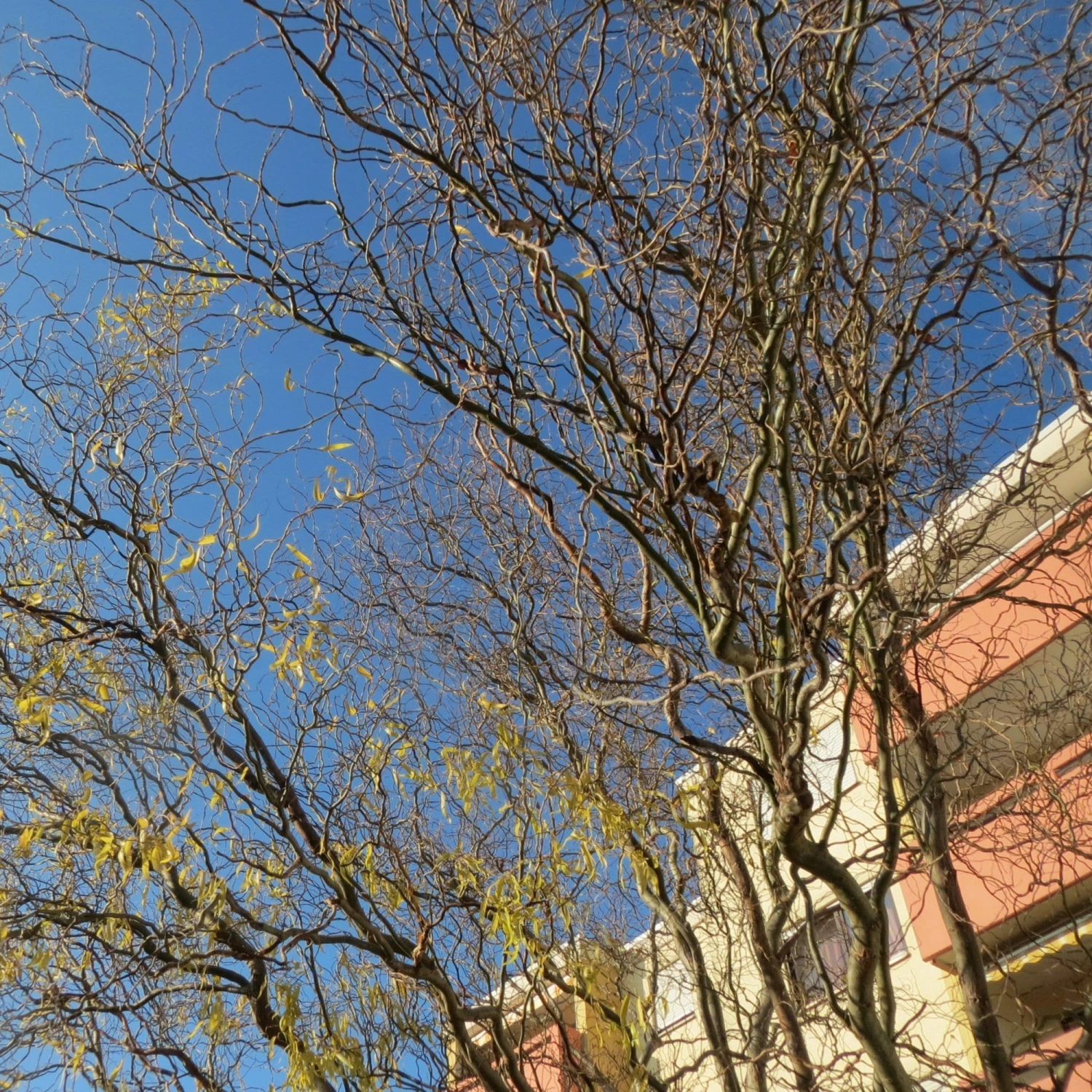 Roots Plants Trees & Shrubs Corkscrew Willow | Salix Matsudana 'Tortuosa' Roots Plants Trees & Shrubs Corkscrew Willow | Salix Matsudana 'Tortuosa'