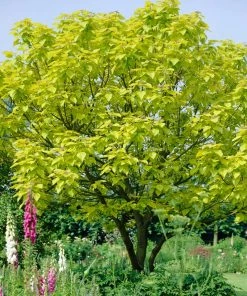 Roots Plants Indian Bean Tree | Catalpa Bignonioides 'Aurea' 6 Roots Plants Indian Bean Tree | Catalpa Bignonioides 'Aurea'