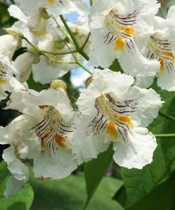 Roots Plants Indian Bean Tree | Catalpa Bignonioides 'Aurea' 4 Roots Plants Indian Bean Tree | Catalpa Bignonioides 'Aurea'