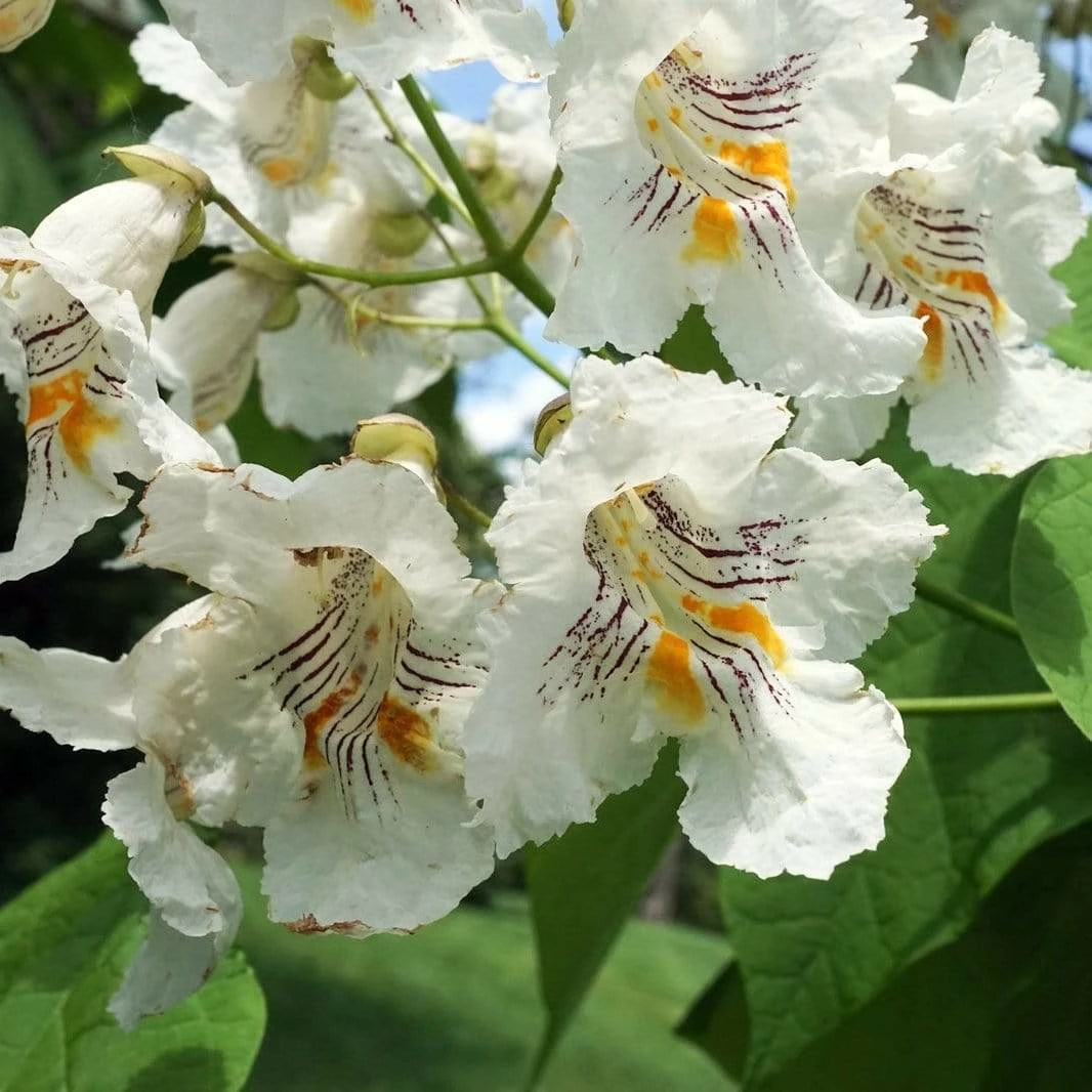 Roots Plants Indian Bean Tree | Catalpa Bignonioides 'Aurea' Roots Plants Indian Bean Tree | Catalpa Bignonioides 'Aurea'