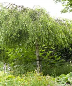 Roots Plants Weeping Silver Birch Tree | Betula Pendula Youngii