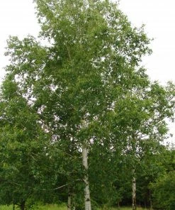 Roots Plants Silver Birch Tree | Betula Pendula Trees & Shrubs