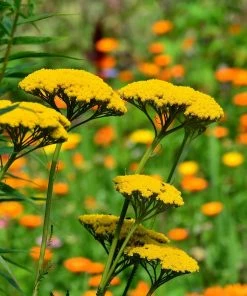 Roots Plants Achillea 'Cloth Of Gold' Perennials