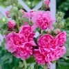 Roots Plants Hollyhock 'Chater's Rose' | Alcea | 1L Pot Perennials 1 Roots Plants Hollyhock 'Chater's Rose' | Alcea | 1L Pot Perennials