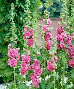 Roots Plants Hollyhock 'Chater's Rose' | Alcea | 1L Pot Perennials