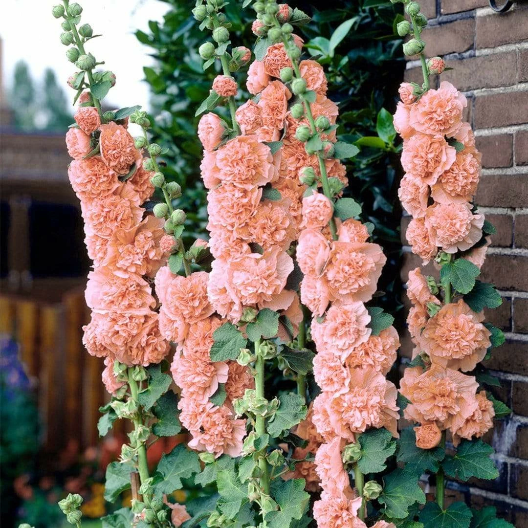 Roots Plants Hollyhock 'Chater's Salmon Pink' | Alcea | 1L Pot Perennials Roots Plants Hollyhock 'Chater's Salmon Pink' | Alcea | 1L Pot Perennials