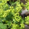 Roots Plants Alchemilla 'Irish Silk' | 10.5cm Pot Perennials
