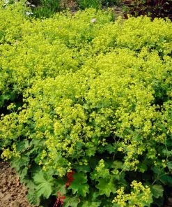 Roots Plants Alchemilla 'Irish Silk' | 10.5cm Pot Perennials