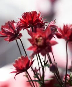 Roots Plants Aquilegia 'Bordeaux Barlow' | 10.5cm Pot Perennials 4 Roots Plants Aquilegia 'Bordeaux Barlow' | 10.5cm Pot Perennials