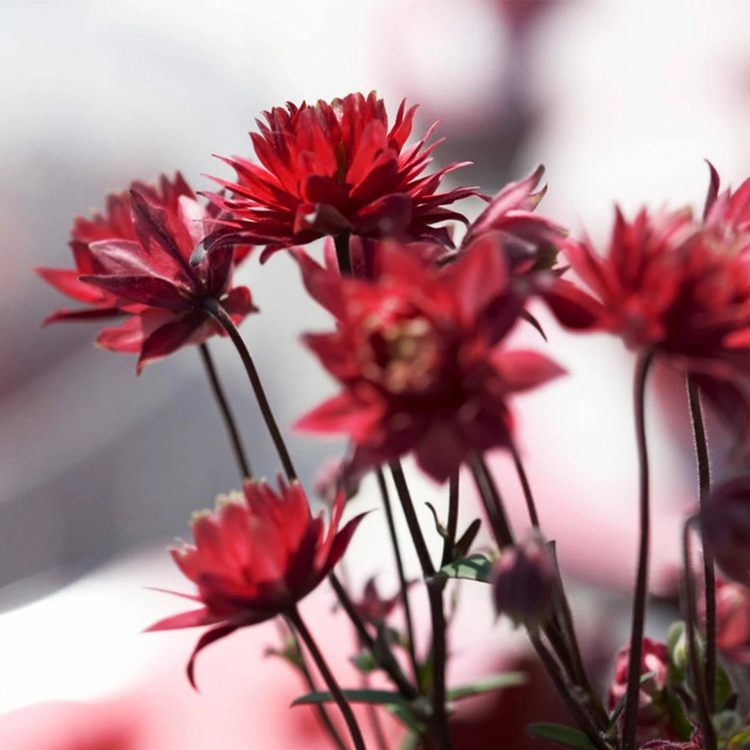 Roots Plants Aquilegia 'Bordeaux Barlow' | 10.5cm Pot Perennials Roots Plants Aquilegia 'Bordeaux Barlow' | 10.5cm Pot Perennials