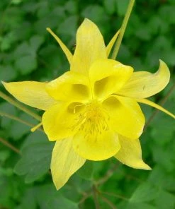 Roots Plants Perennials Aquilegia'Denver Gold' | 10.5cm Pot